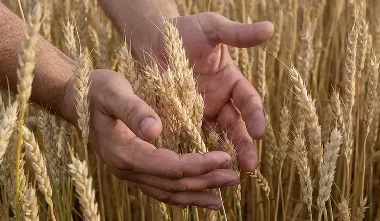 wheat field
