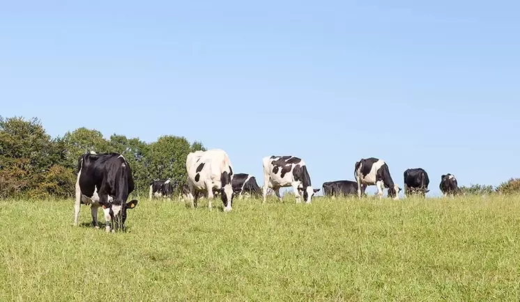 Cows on field