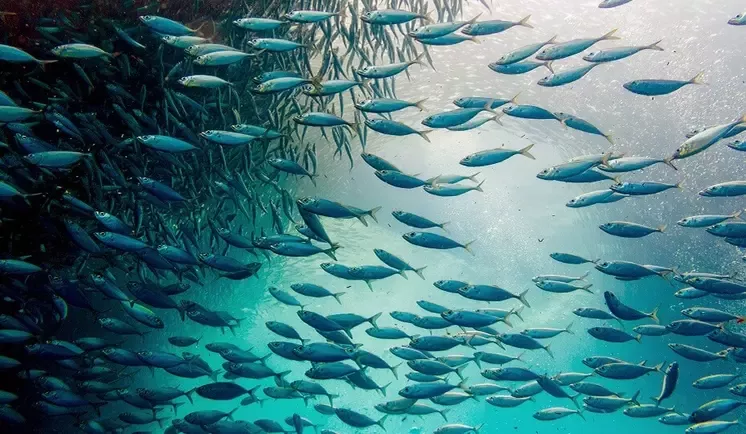 ocean cleaning