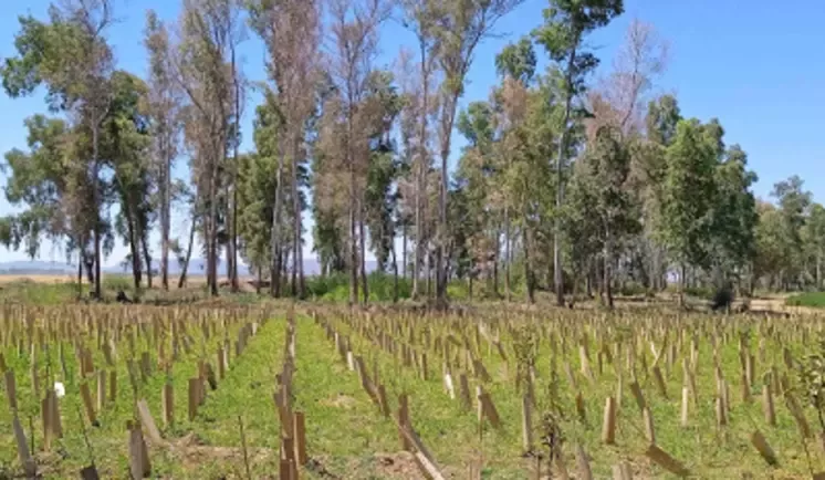 field and trees
