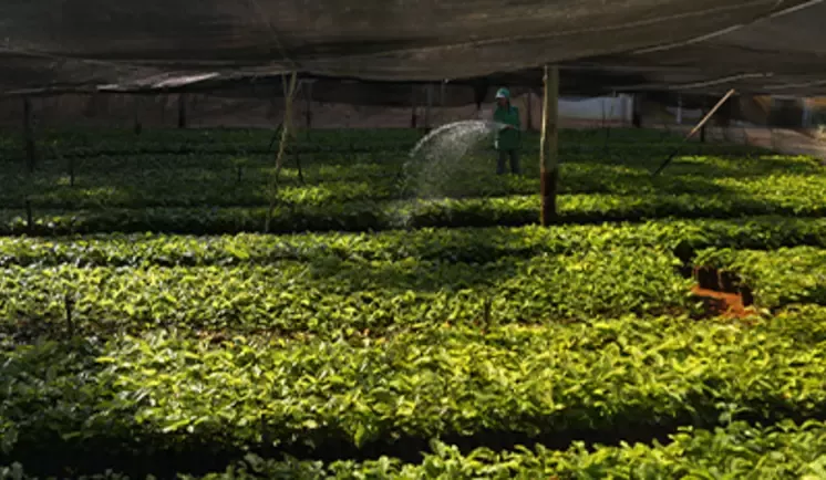 Coffee plantlets being grown on in a nursery