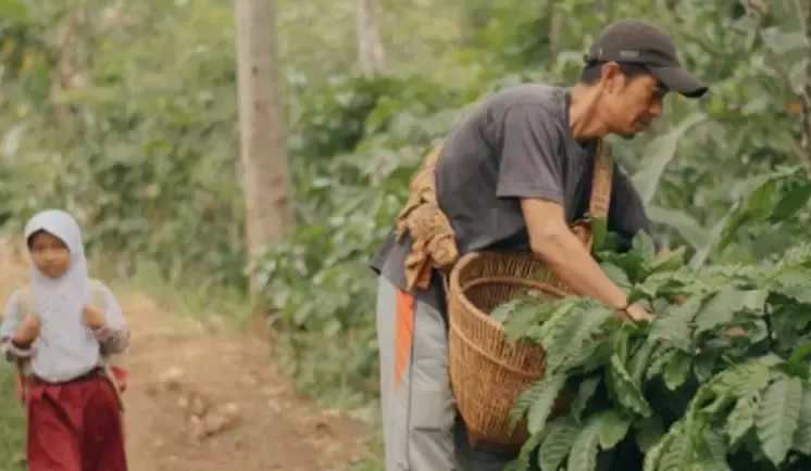 Coffee growers inspect plantlets