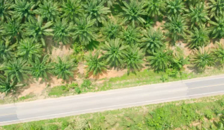 palm oil farming