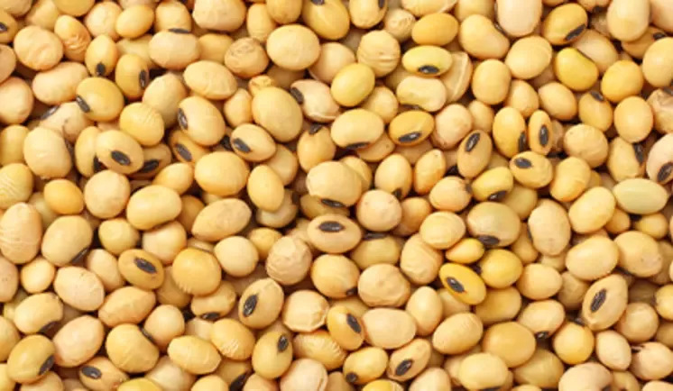 dried soy beans