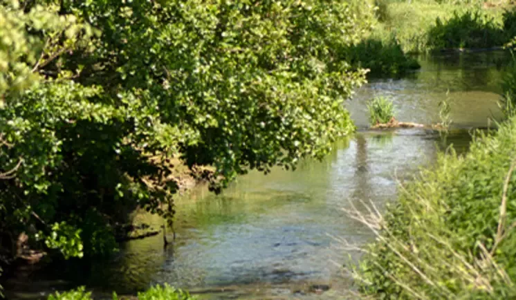 Lowland river with overhanging trees
