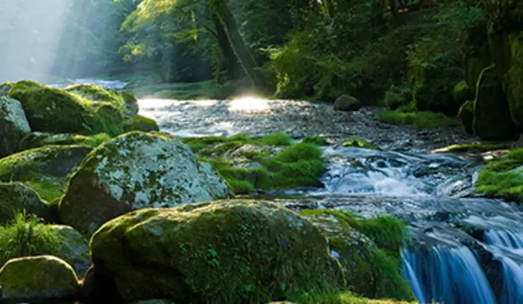 river in a forest
