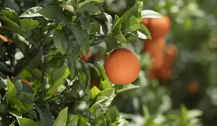 ripe oranges