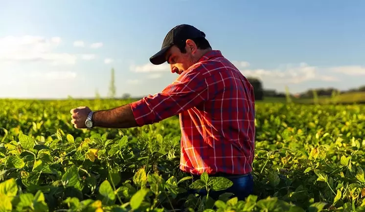 Farmer on the field