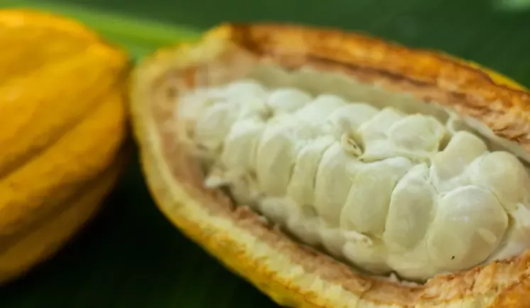 cocoa fruits