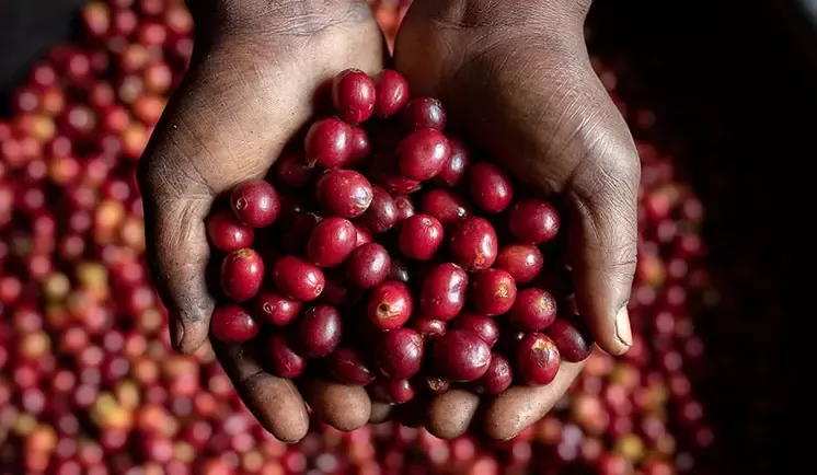 coffee beans