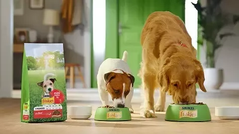 dogs