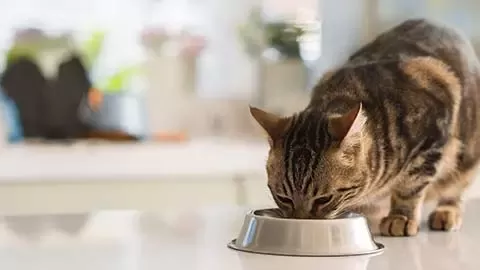 Girl hugging cat