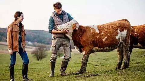 Farmers with cows