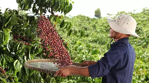 Farmer is sorting coffee grains