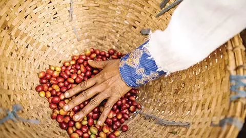 coffee cherries