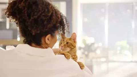 cat