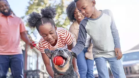 Feeding dog with Purina