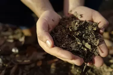 Hands holding nutrient-rich compost and organic matter to support healthy soil and regenerative agriculture