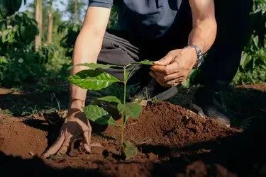 Planting a young coffee tree as part of regenerative agriculture in Vietnam