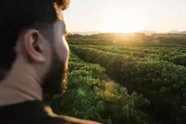View across a coffee plantation at sunrise highlighting sustainable coffee farming