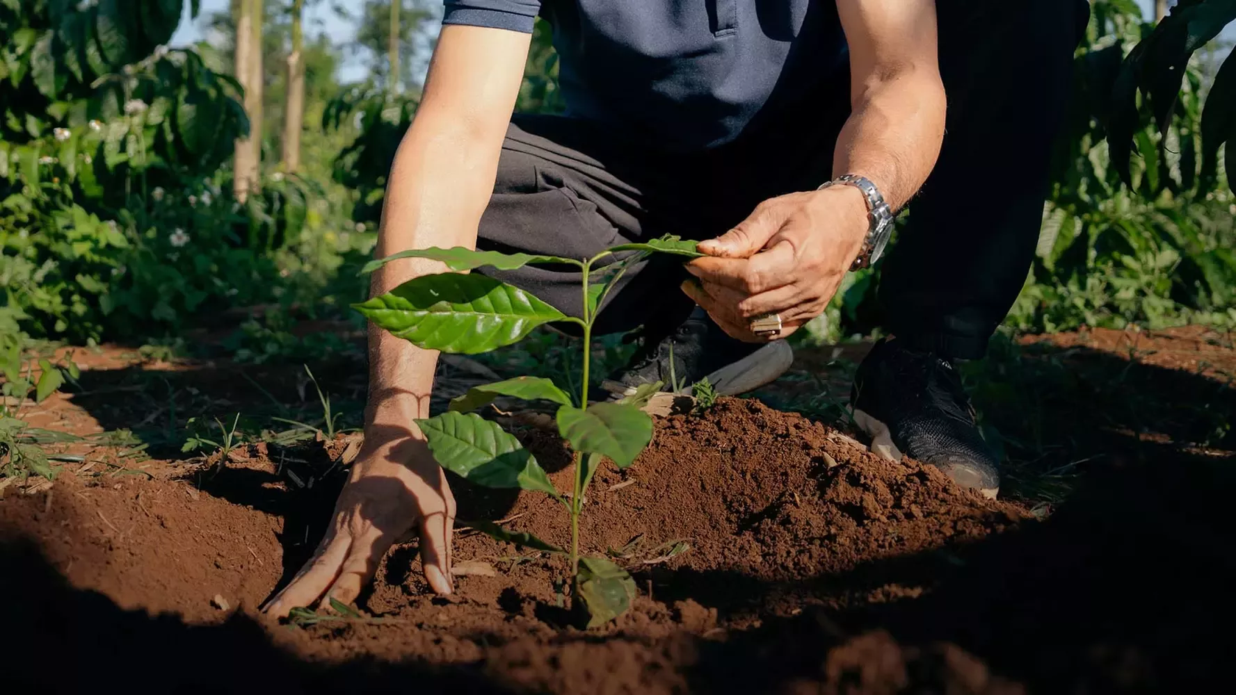 Planting a young coffee tree as part of regenerative agriculture in Vietnam