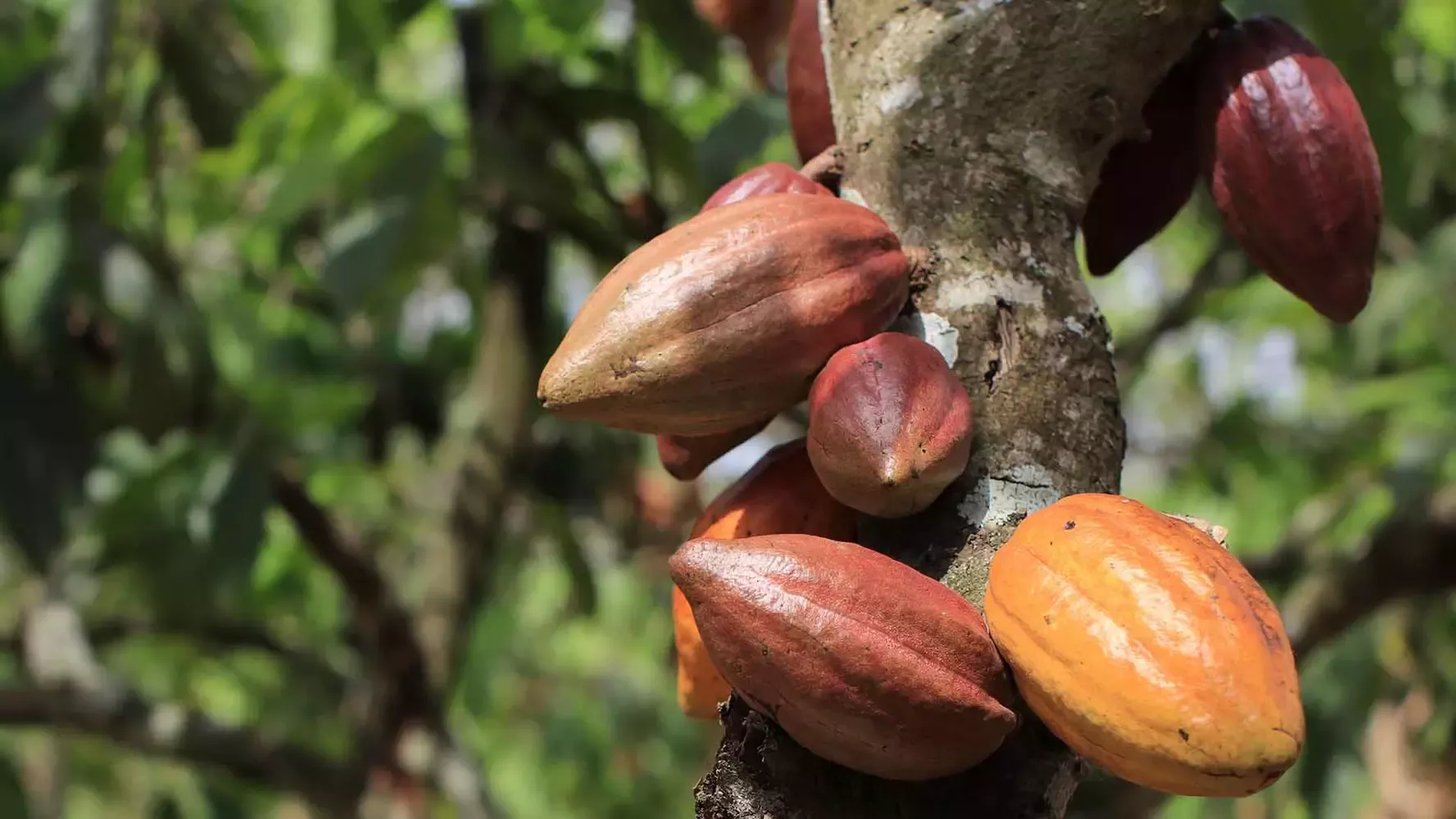 cocoa pods