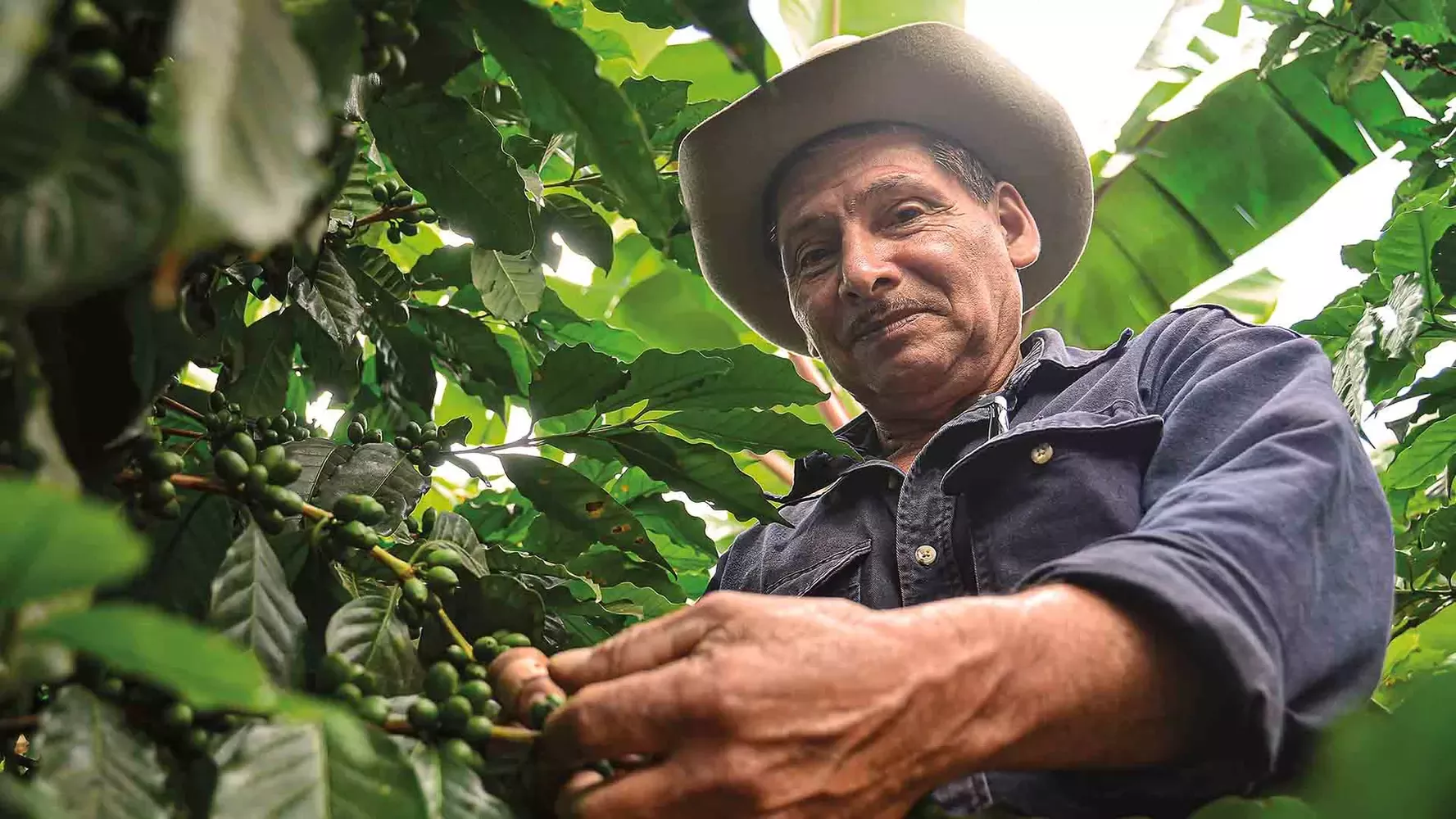 coffee farmer