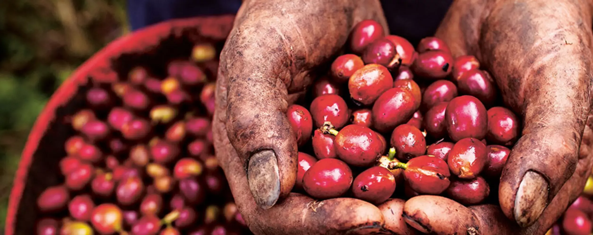 coffee beans