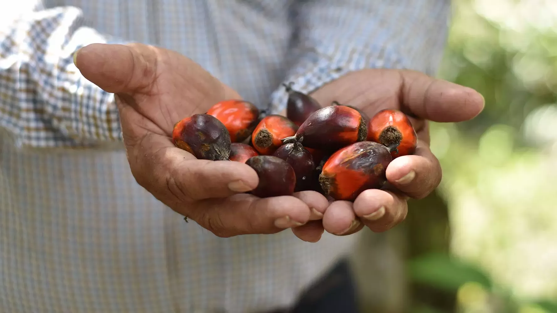 Palm oil seeds in male hands