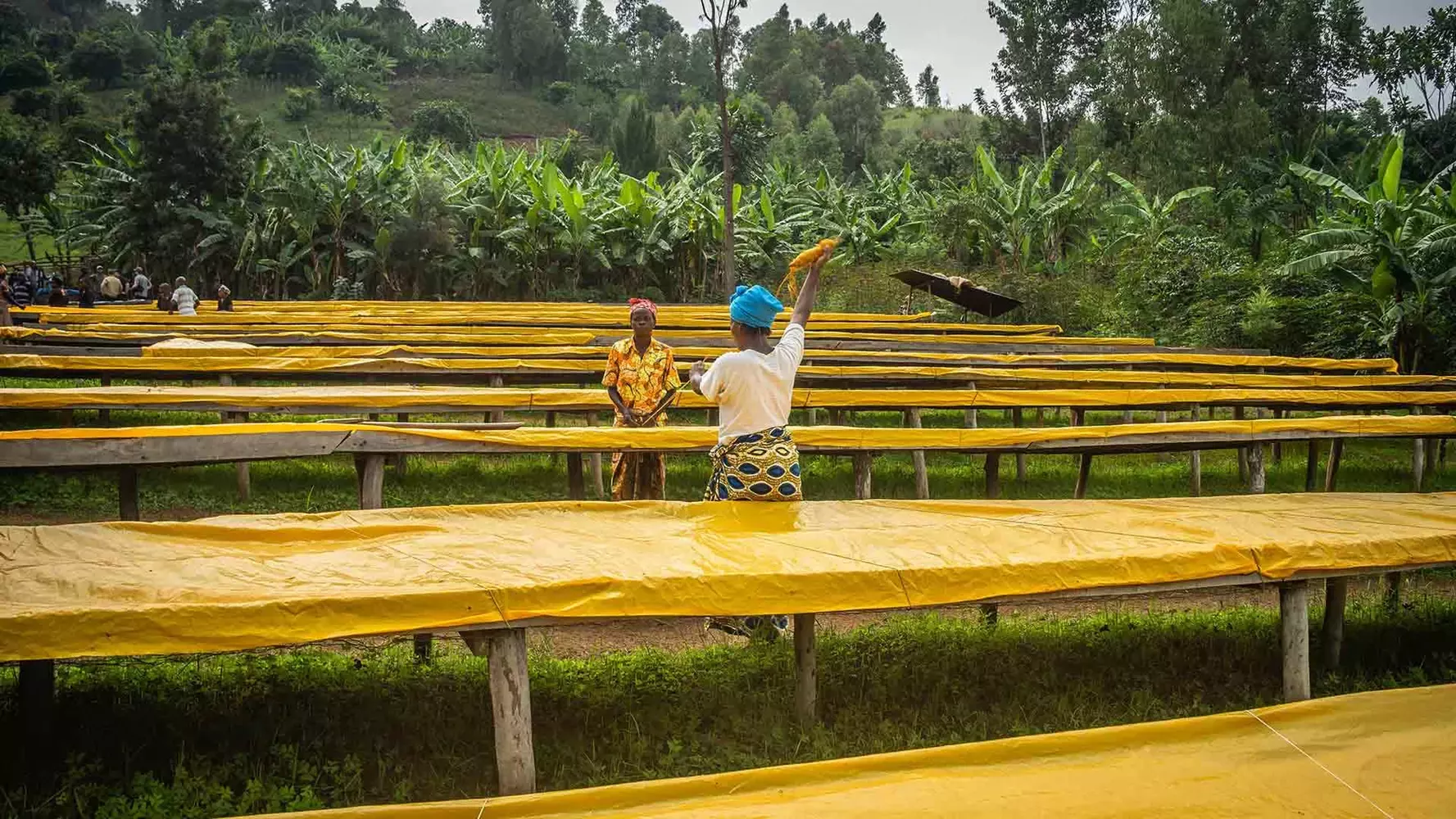 Coffee farm