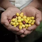 Coffee beans in hands