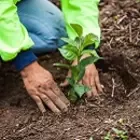 planting coffee