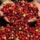 Coffee cherries in hand