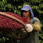 Coffee farmer
