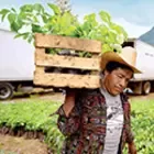 Coffee farmer