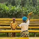 nespresso origins farmers