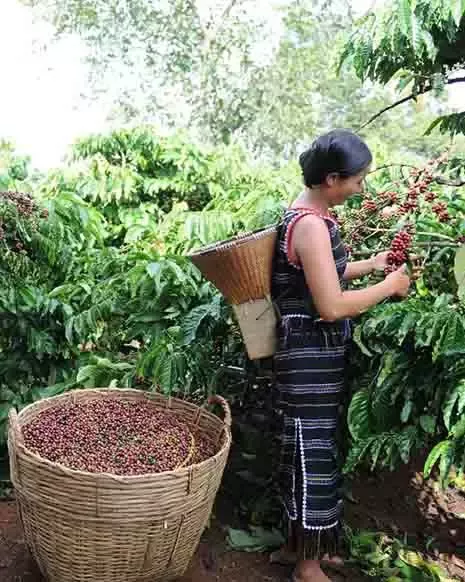 Coffee farmer