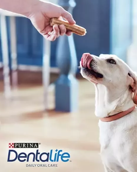 Feeding dog