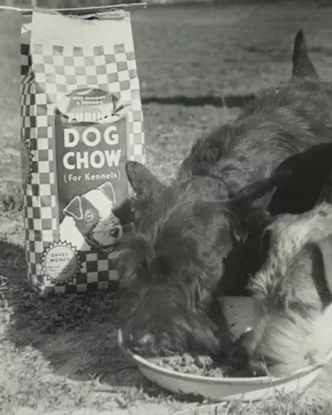 Dogs eat Dog chow food