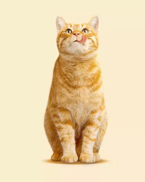 cat