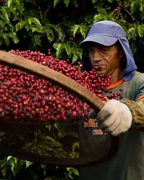 Coffee farmer