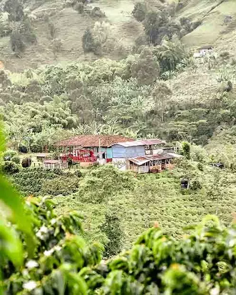 Coffee fields