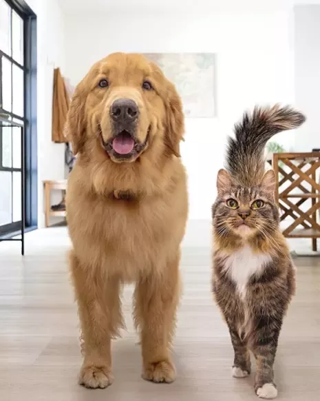 dog and cat