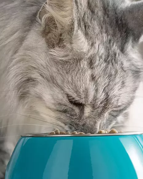 Cat eating