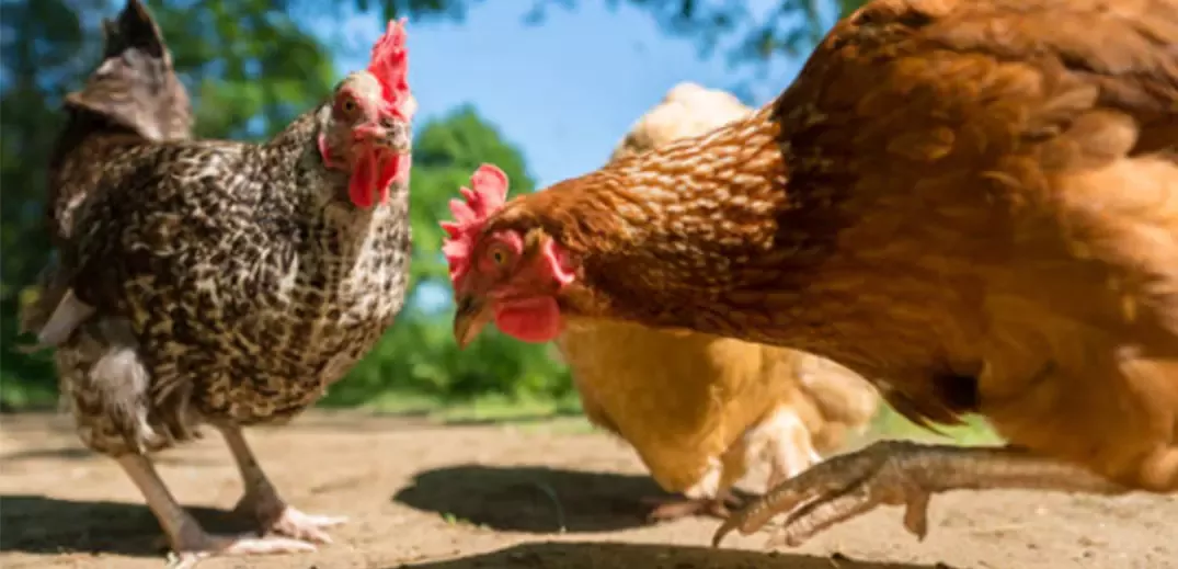 free-range hens