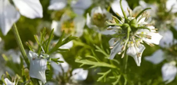 Fennel flower