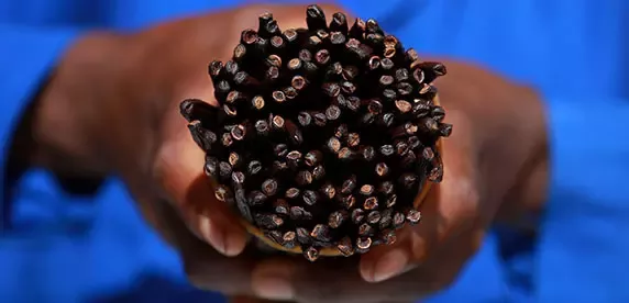 vanilla
