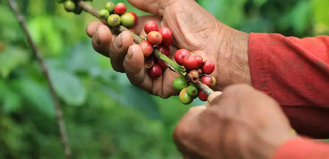 Picking coffee beans
