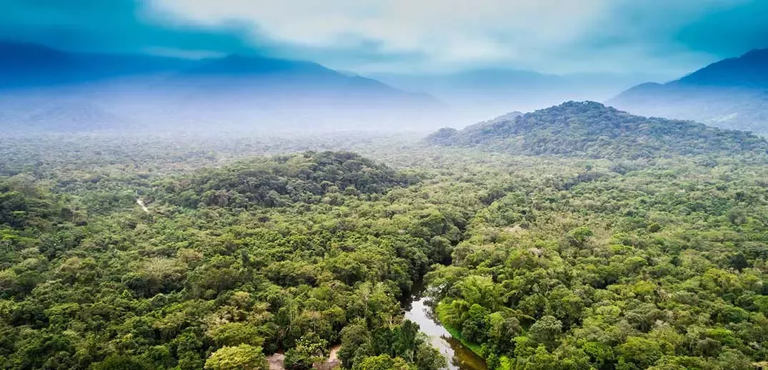 rainforest