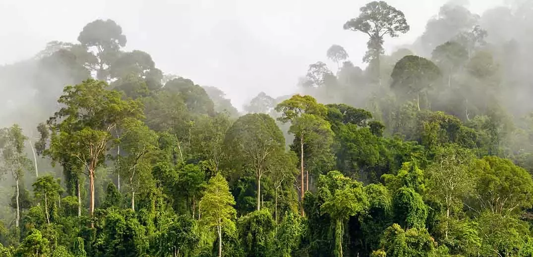 Cavally forest reserve